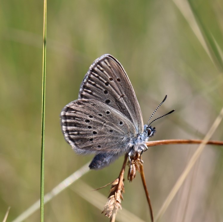 photo du papillon